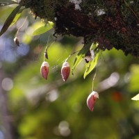 Bulbophyllum elegans Gardner ex Thwaites